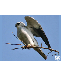 گونه کورکور بال سیاه Black-winged Kite